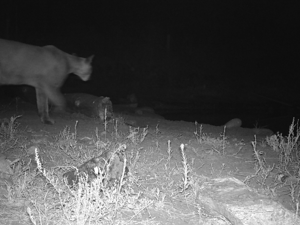 Cougar_Right revised