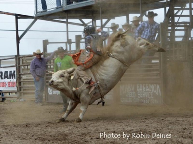 Lake Chelan Rodeo Spotlights Chickens vs Kids, and the Rodeo Clown ...