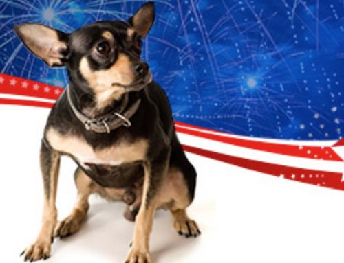 Expert Warns of 4th of July Risks to Pets’ Safety