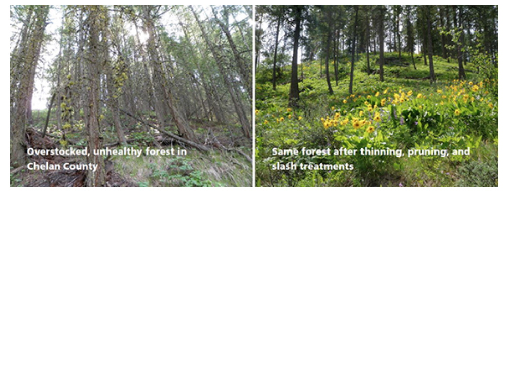 Forest_Management