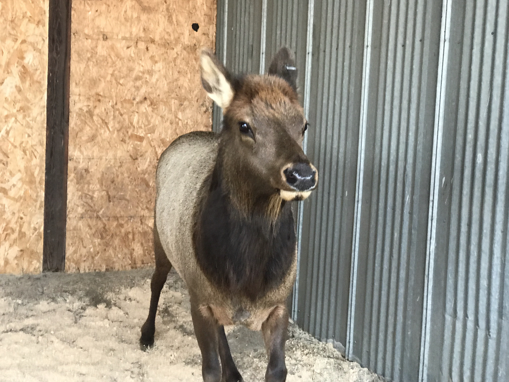 Partially-Tamed Elk Fails to Join Wild Herd after Human Interactions - Lake  Chelan News and Information