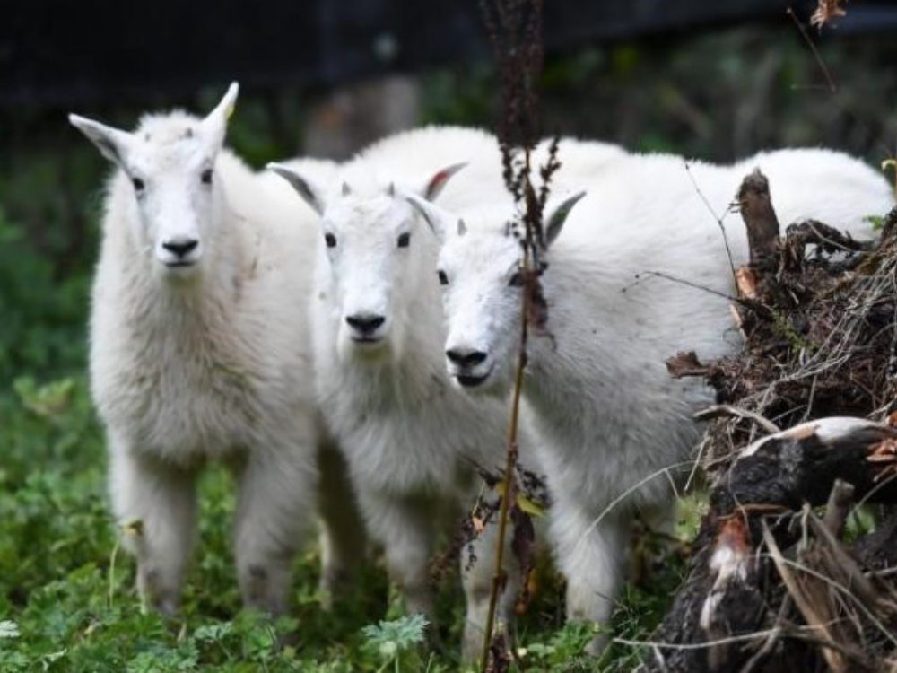 Mountain Goat Relocation Continues - Lake Chelan News and Information
