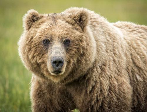 Agencies Announce Decision to Restore Grizzly Bears to North Cascades