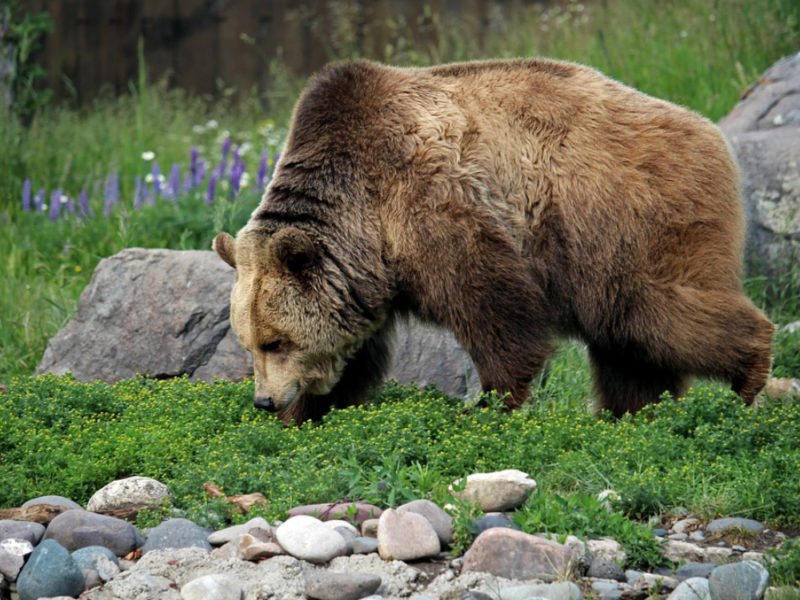 Special Event regarding Grizzly Bear Plan on October 17 in Winthrop ...