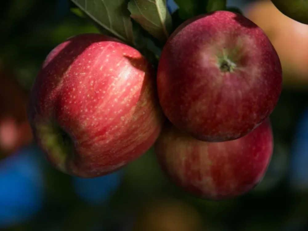 Honeycrisp Apples - Organic Honeycrisp Apples - Washington Fruit Growers