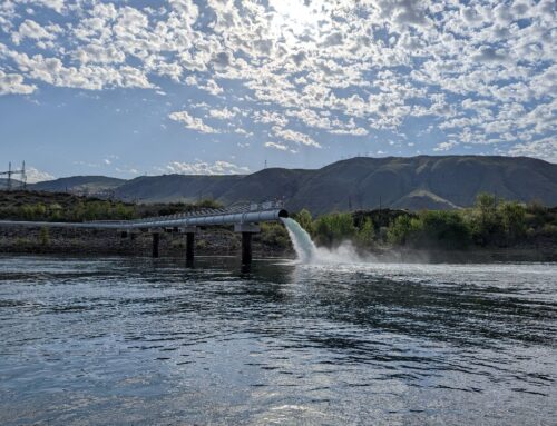 Survival Study Confirms 93 percent Salmon Passage through Rocky Reach