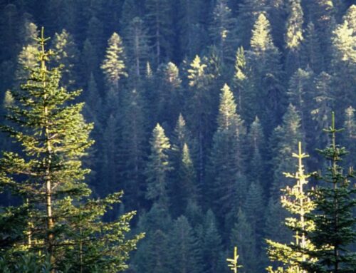 Okanogan-Wenatchee National Forest Improvement Projects Sought