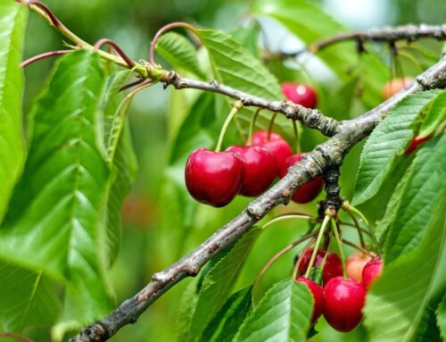 Federal Assistance Now Available to Washington Cherry Growers
