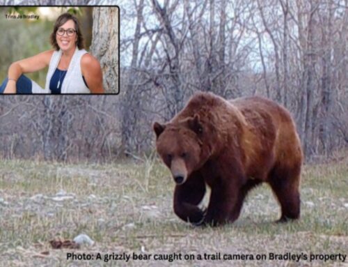 County Commissioners Host Bear-Conflict Expert in 3 Meetings Next Week