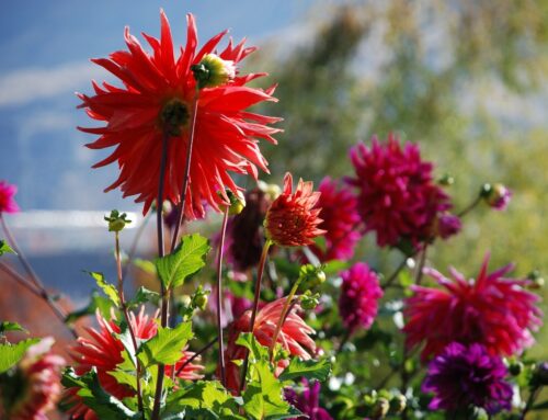 Rocky Reach Receives National Recognition for Legacy Dahlia Garden