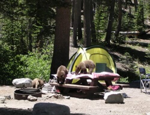 Okanogan-Wenatchee National Forest Implements New Food and Garbage Storage Rules