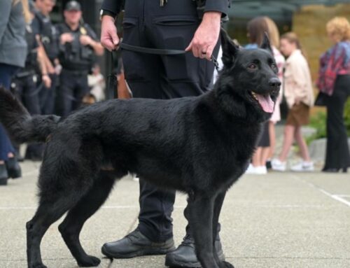 K9 Maverick Joins the East Wenatchee Police Force