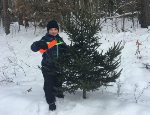 Christmas Tree Permits are Now Available