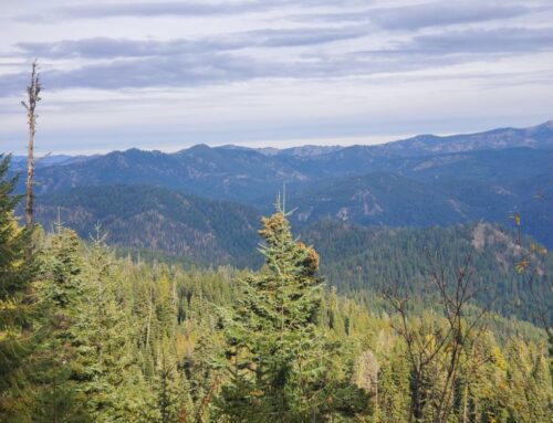 Forest Service to Release Draft Environmental Impact Statement for Northwest Forest Plan Amendment