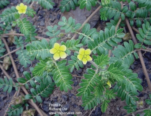 County’s Noxious Weed Survey is Underway
