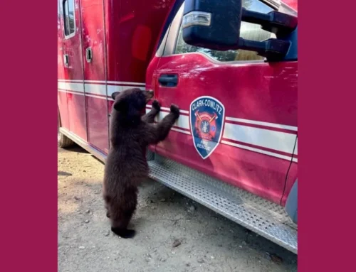 Curious Bear Triggers Reminder about Displaced Wildlife in Fire Areas